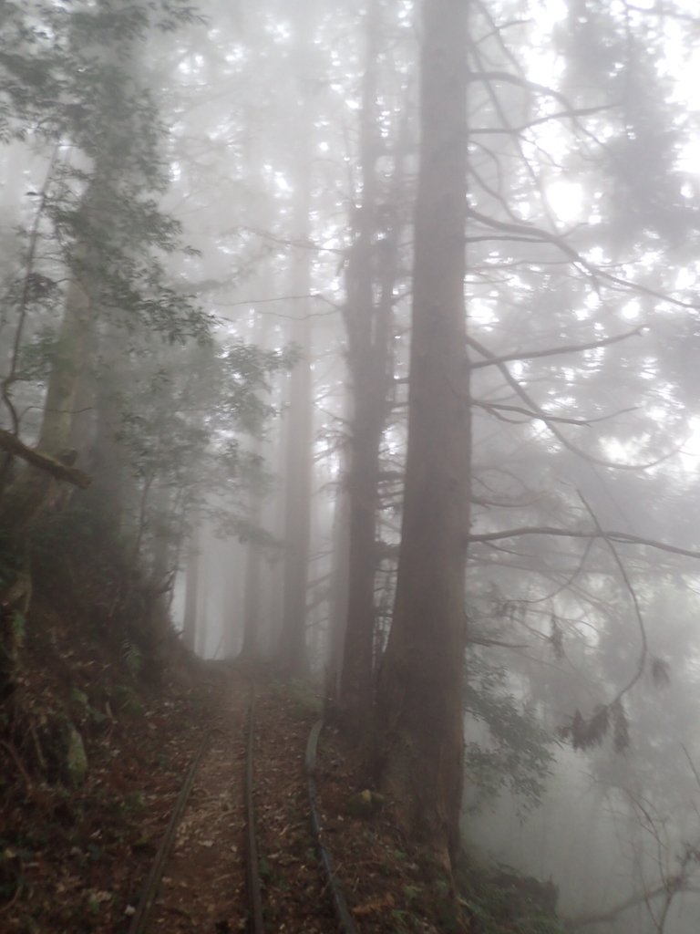 P2035023.JPG - 南庄  加里山  森林鐵道