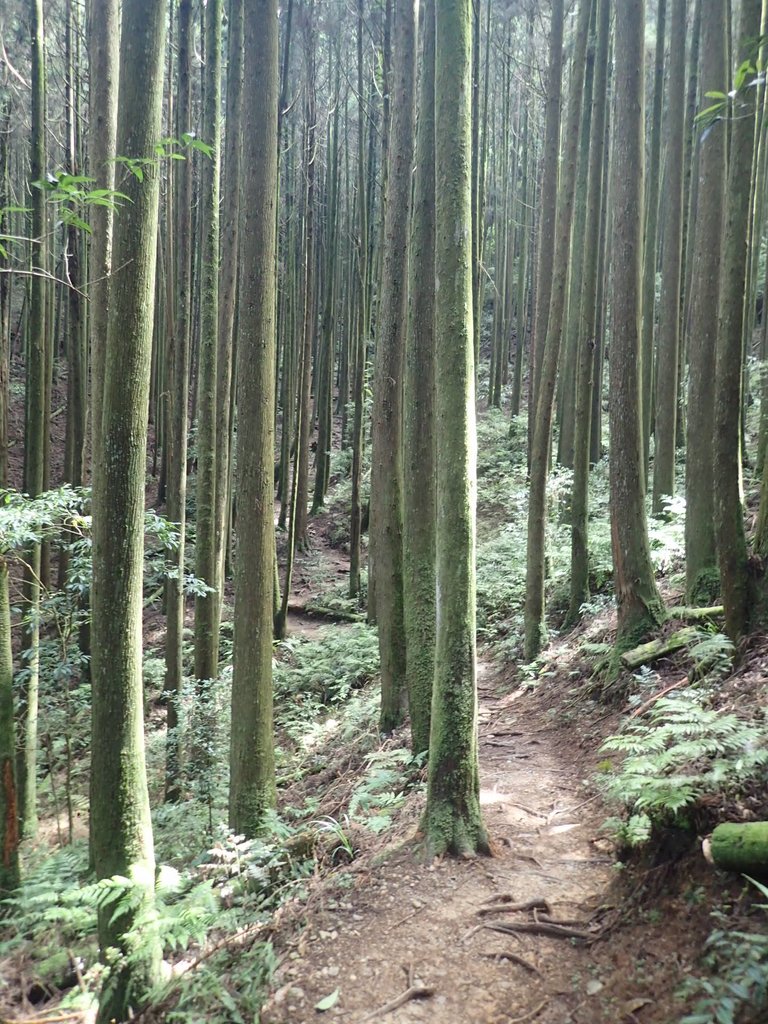 P7235877.JPG - 台中和平  長壽山登山步道  (下)