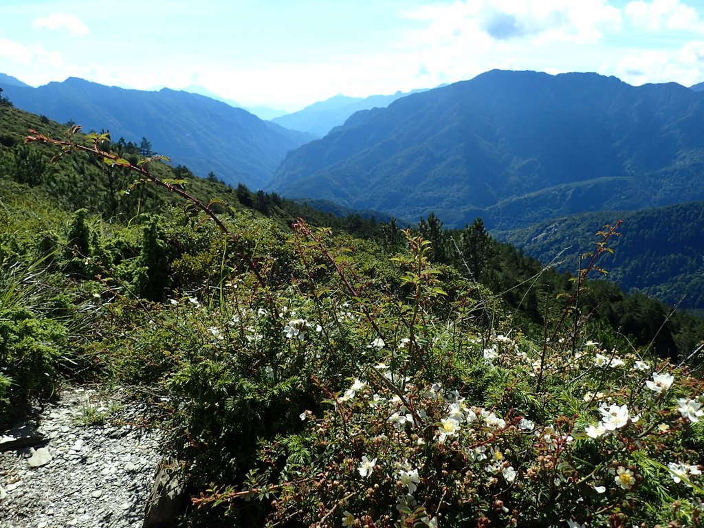 P7245951.JPG - 合歡山  北峰之美  (上)