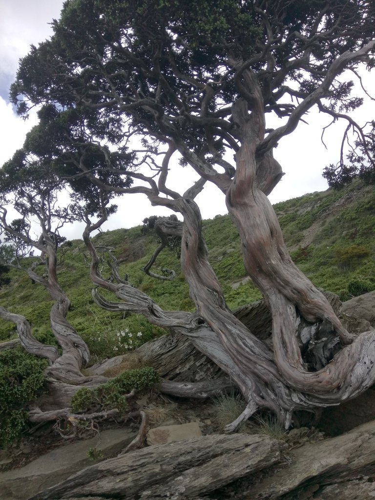 DSC_5444.JPG - 合歡山  北峰之美  (下)