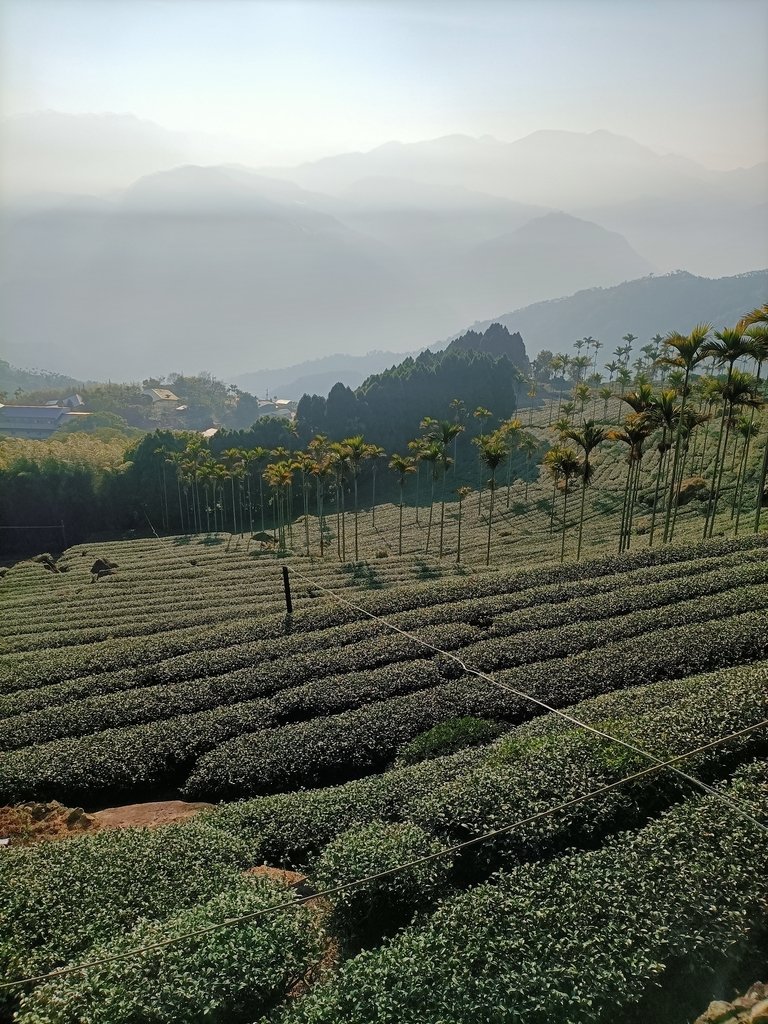 IMG20210130080718.jpg - 梅山  二尖山  龍眼茶園風光