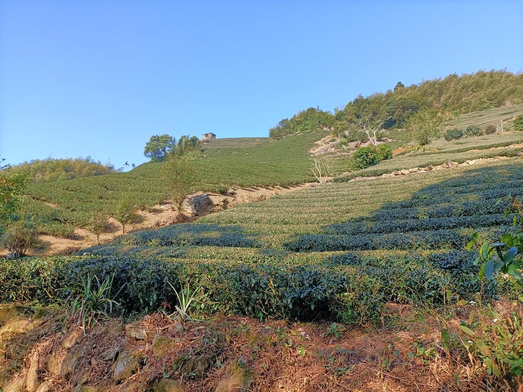 IMG20210130084131.jpg - 雲嘉連峰之  太平山  梨子腳山