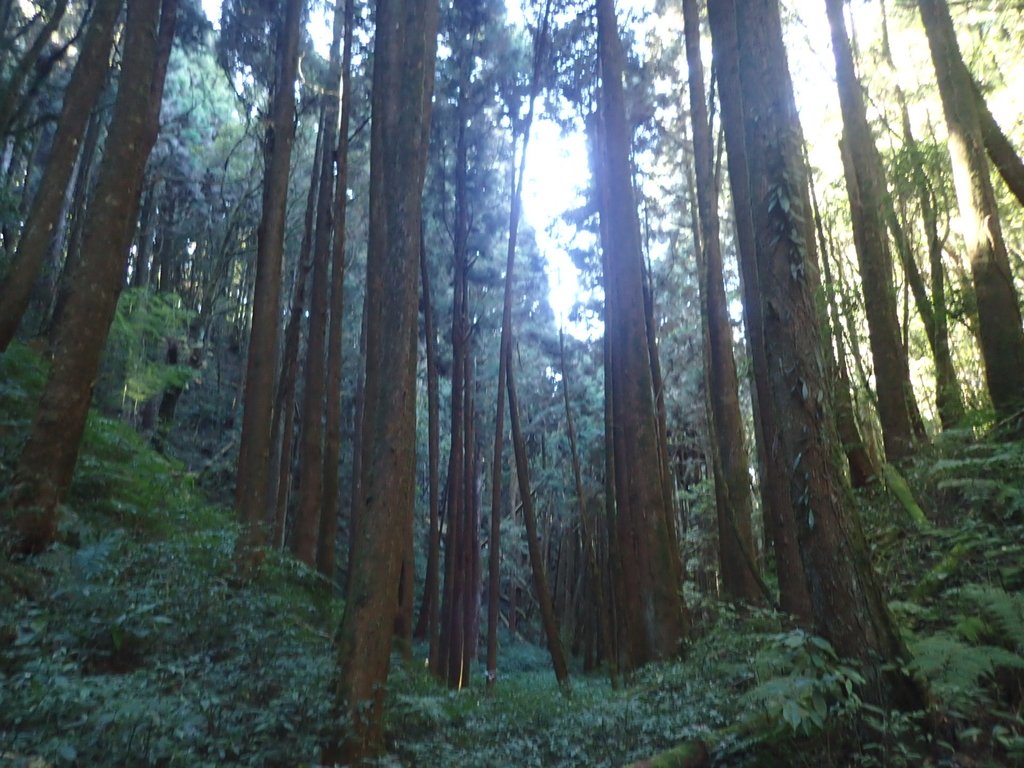 P2056633.JPG - 竹山  嶺頭山  金柑樹山