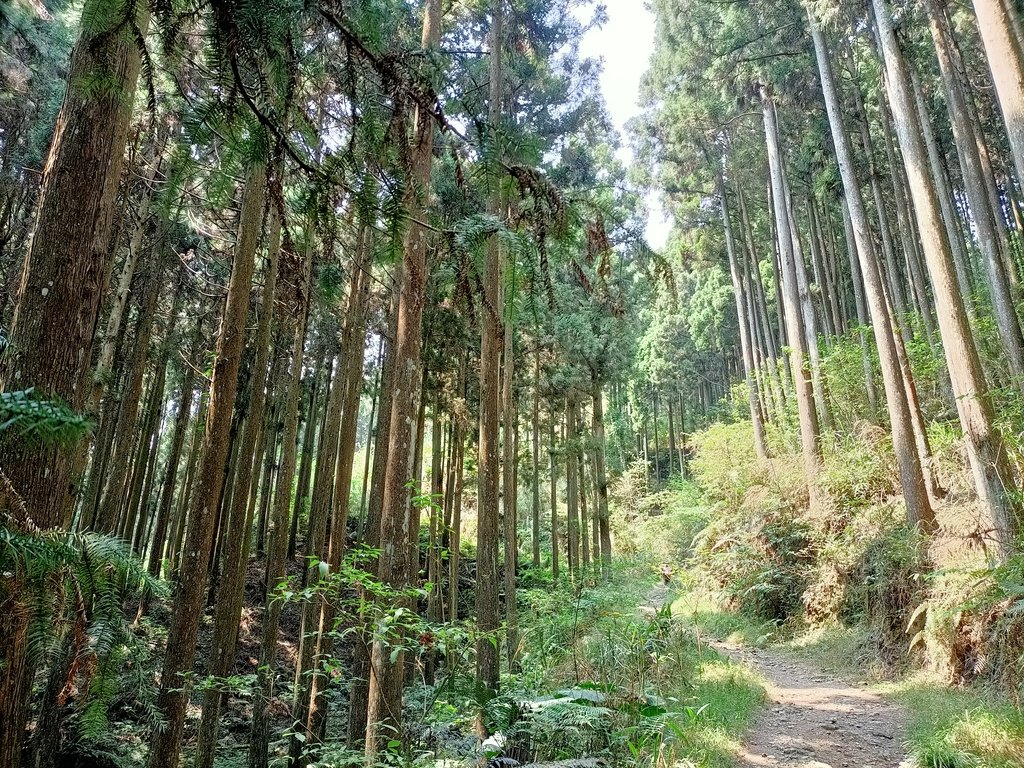 IMG20210403110834.jpg - 五峰  鵝公髻山登山步道  (02)