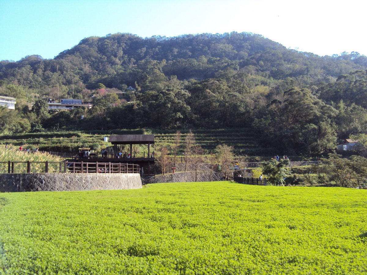 DSC03476.JPG - 貓空  樟樹步道