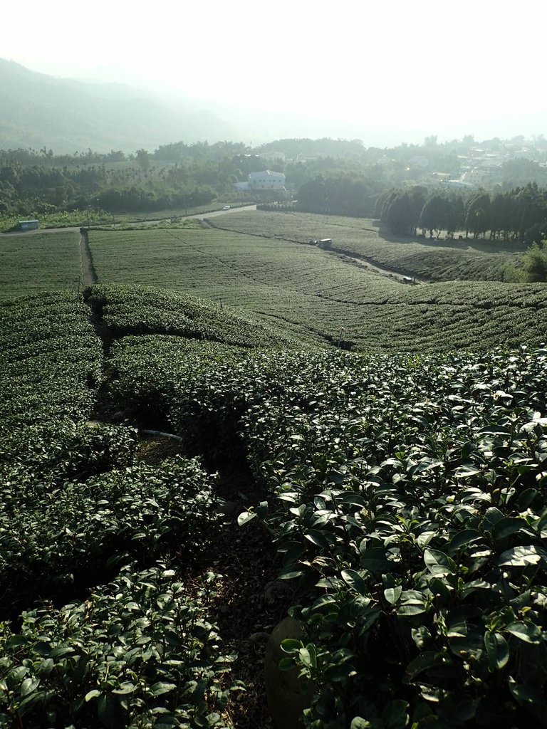 PB225343.JPG - 竹山  山坪頂茶園