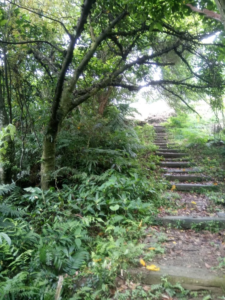 DSC_8480.JPG - 深坑  炮子崙登山步道