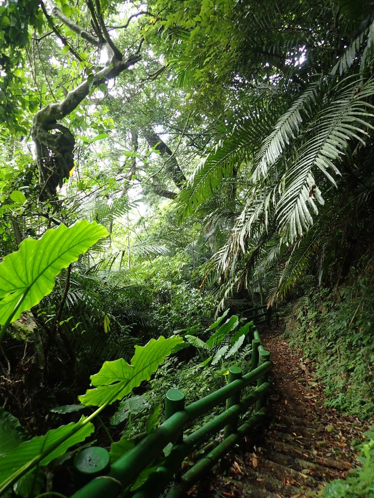 PA231638.JPG - 草嶺  茄苳步道  峭壁雄風