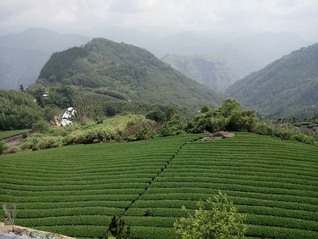 DSC_1444.JPG - 阿里山  隙頂  飲山郁茶館