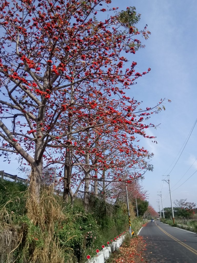 DSC_7852.JPG - 清水  大田產要道路  木棉花