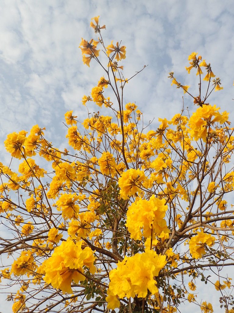 P3066316.JPG - 南投  貓羅溪畔  黃花風鈴木