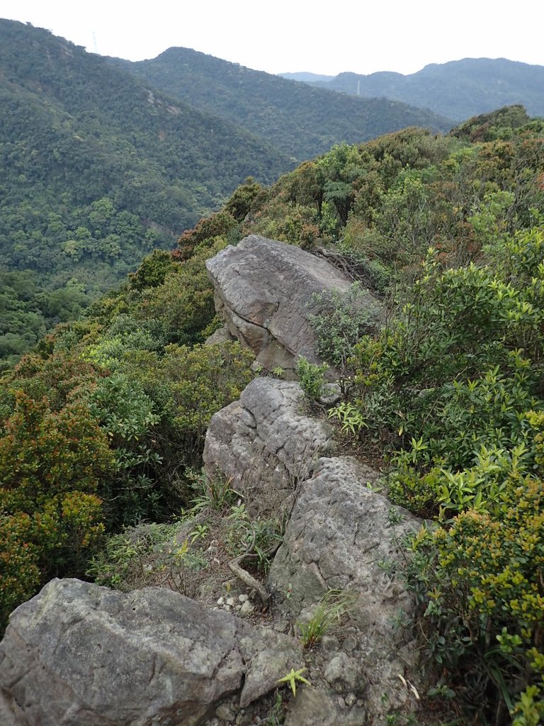 P3160137.JPG - 汐止  金面山(金明山)  稜線步道