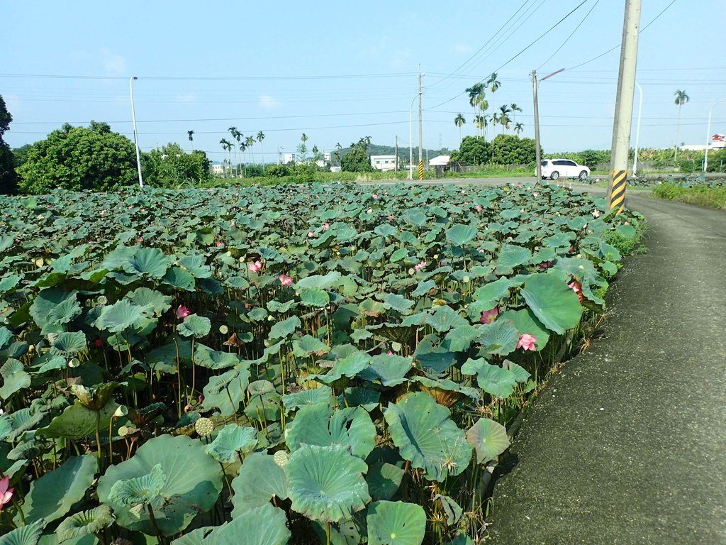 P8045060.JPG - 中埔  義仁村  蓮花池畔