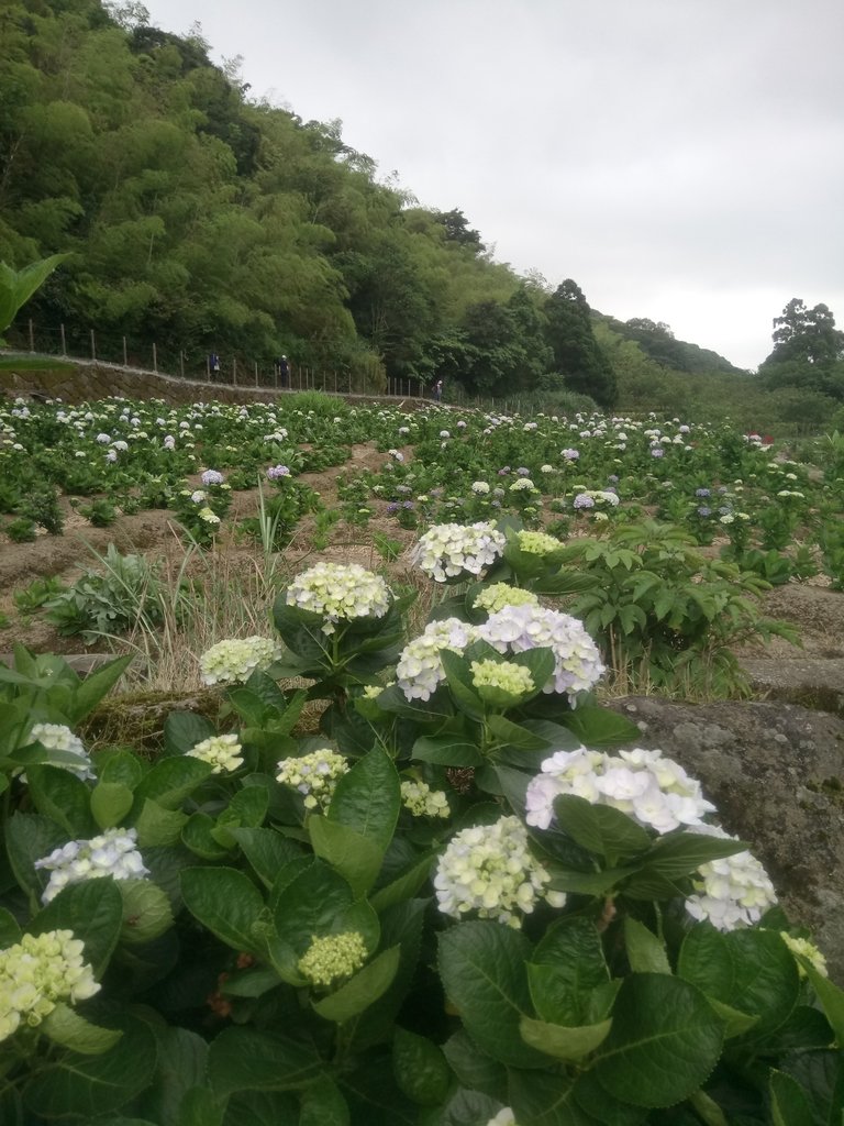 DSC_1462.JPG - 陽明山  高家繡球花園