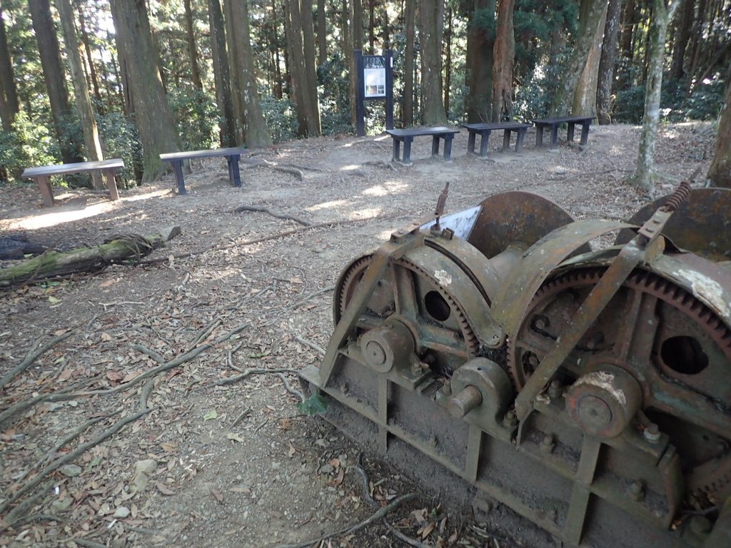 P2034741.JPG - 南庄  大坪林道  杜鵑嶺