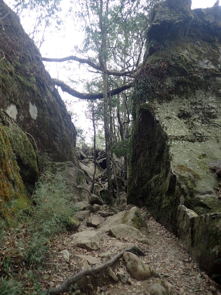 P2034908.JPG - 南庄  加里山