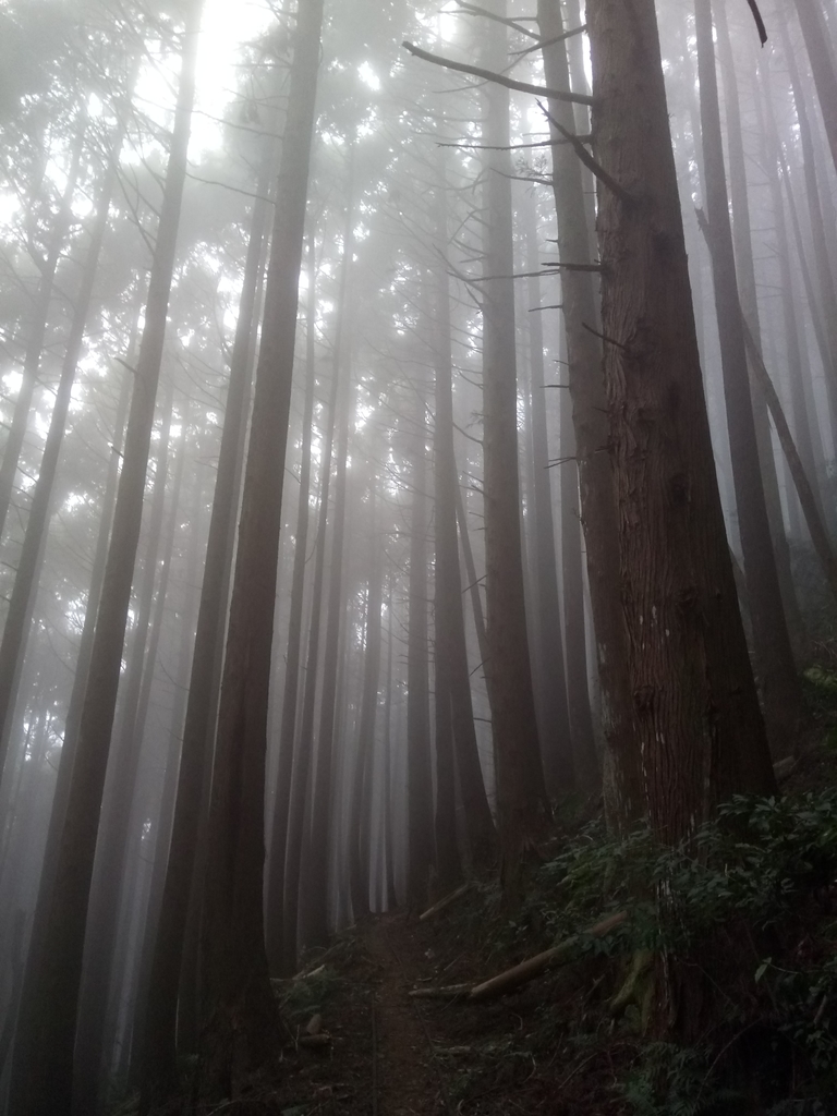 DSC_3783.JPG - 南庄  加里山  森林鐵道