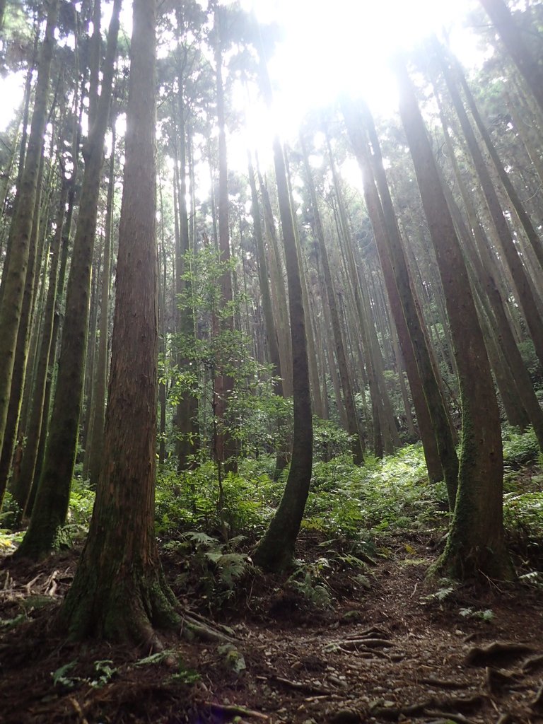 P7235884.JPG - 台中和平  長壽山登山步道  (下)