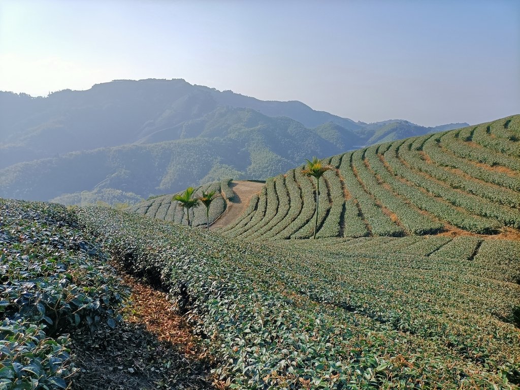 IMG20210130085243.jpg - 雲嘉連峰之  太平山  梨子腳山