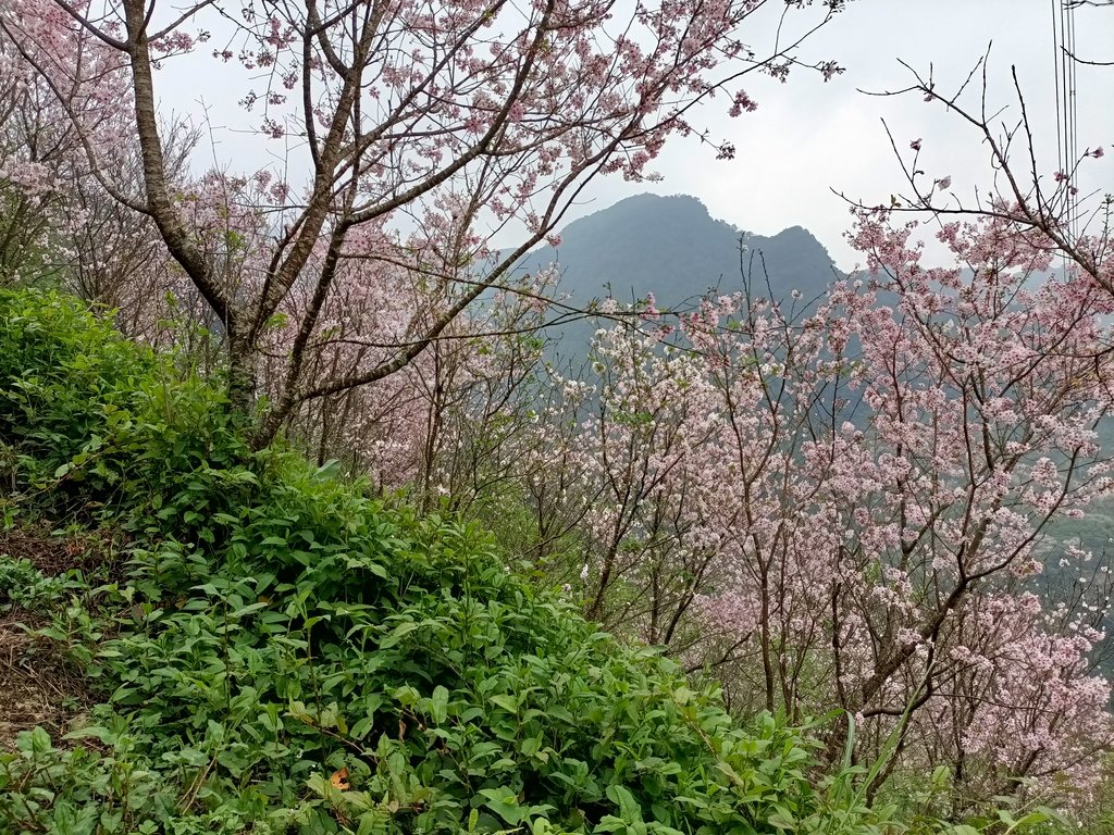 IMG20210226134603.jpg - 三峽  熊空  大熊櫻花林