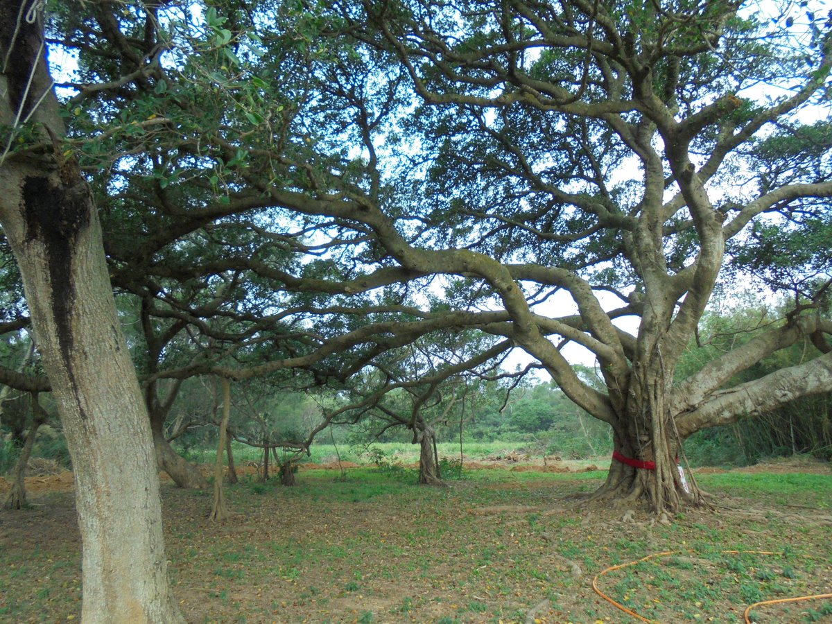 DSC00825.JPG - 新豐  崎頂  何家古厝