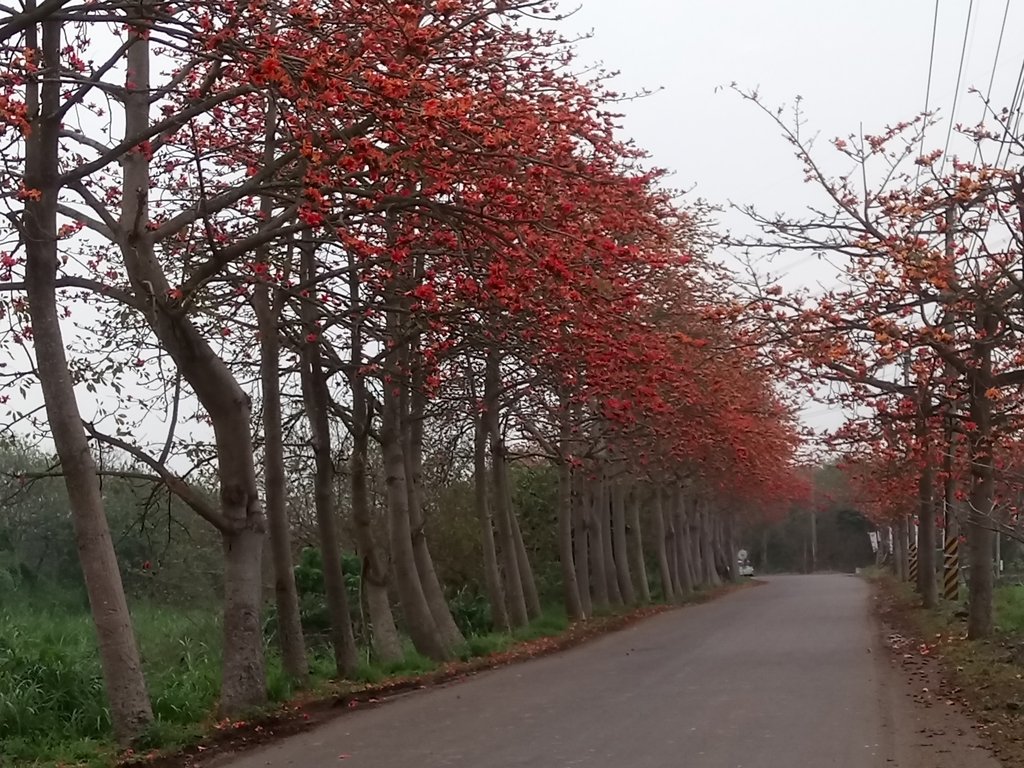 DSC_8310.JPG - 埤頭  東螺溪  木棉花