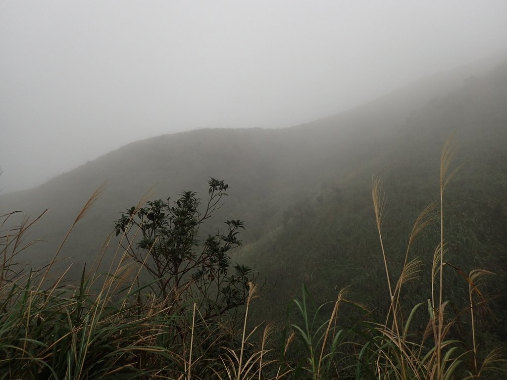 P1203518.JPG - 瑞芳  牡丹山