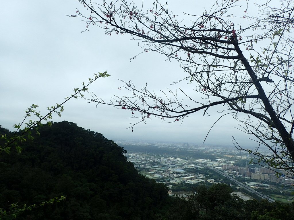 P2168015.JPG - 三峽  鳶山  (福德坑山)