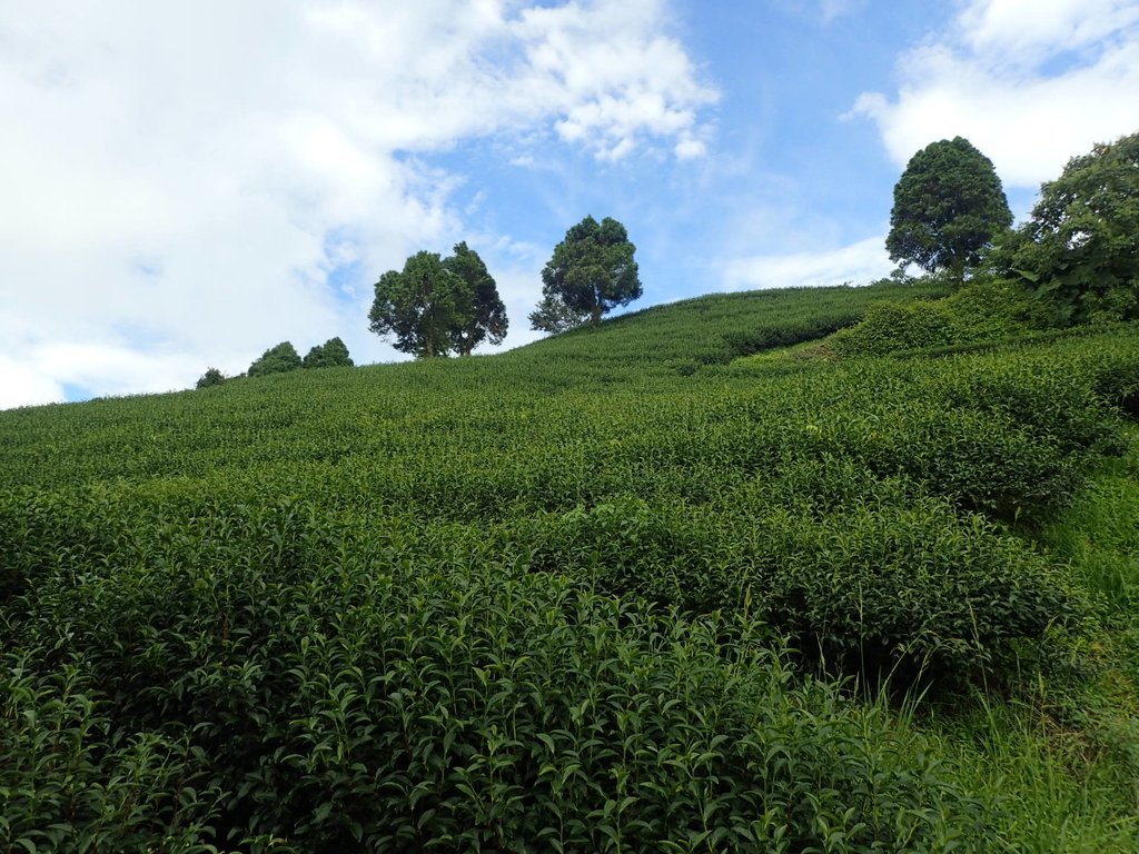 P8156519.JPG - 武界茶園  (01)