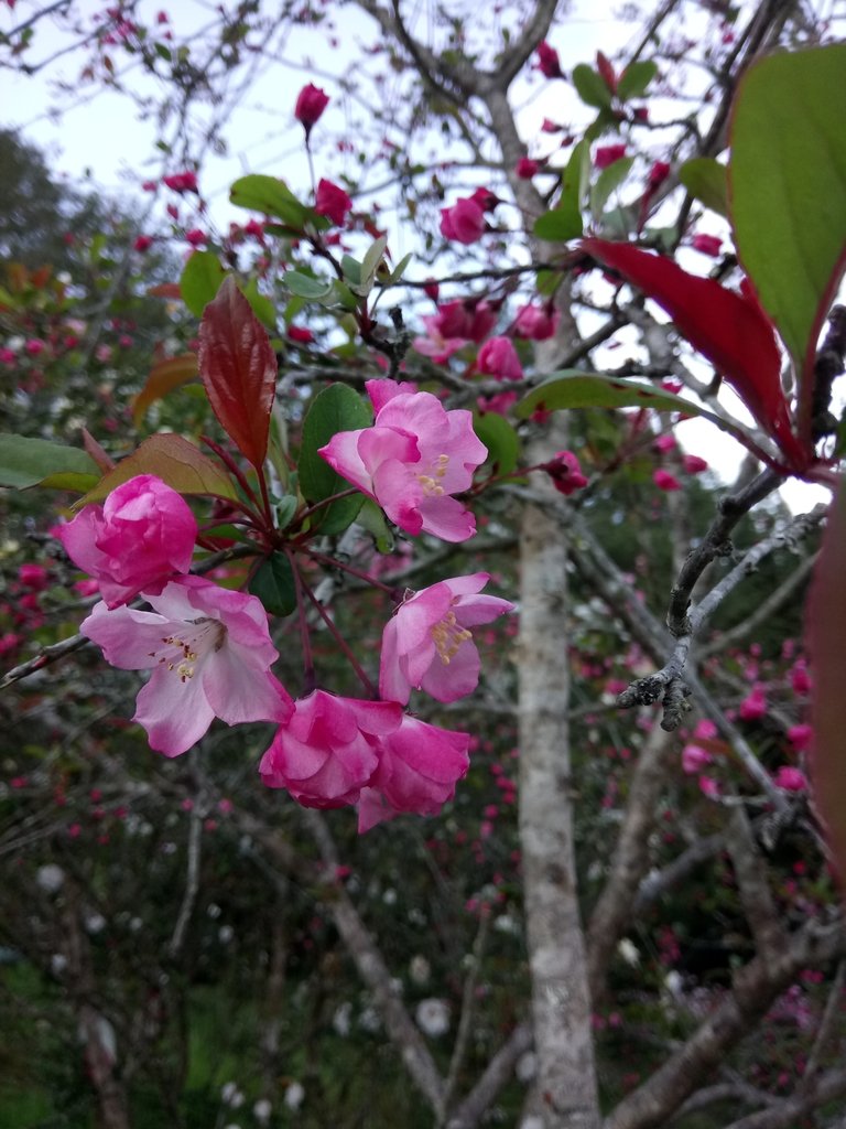 DSC_1629.JPG - 阿里山  沼平公園  賞櫻