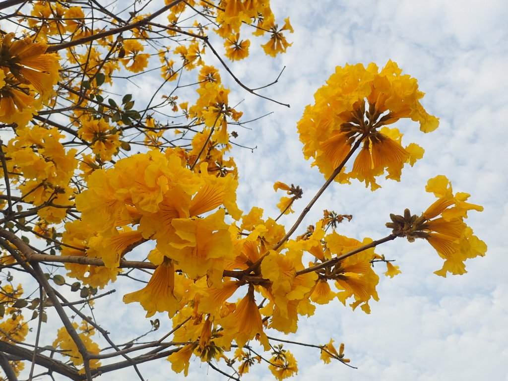 P3066320.JPG - 南投  貓羅溪畔  黃花風鈴木