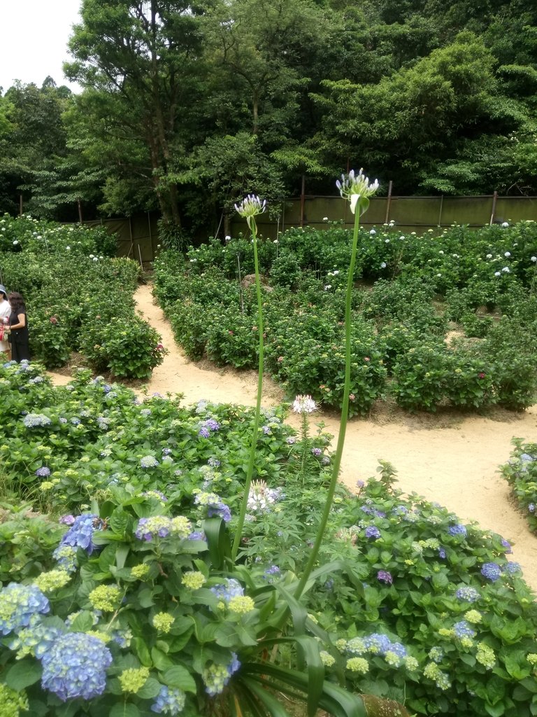 DSC_1466.JPG - 陽明山  高家繡球花園