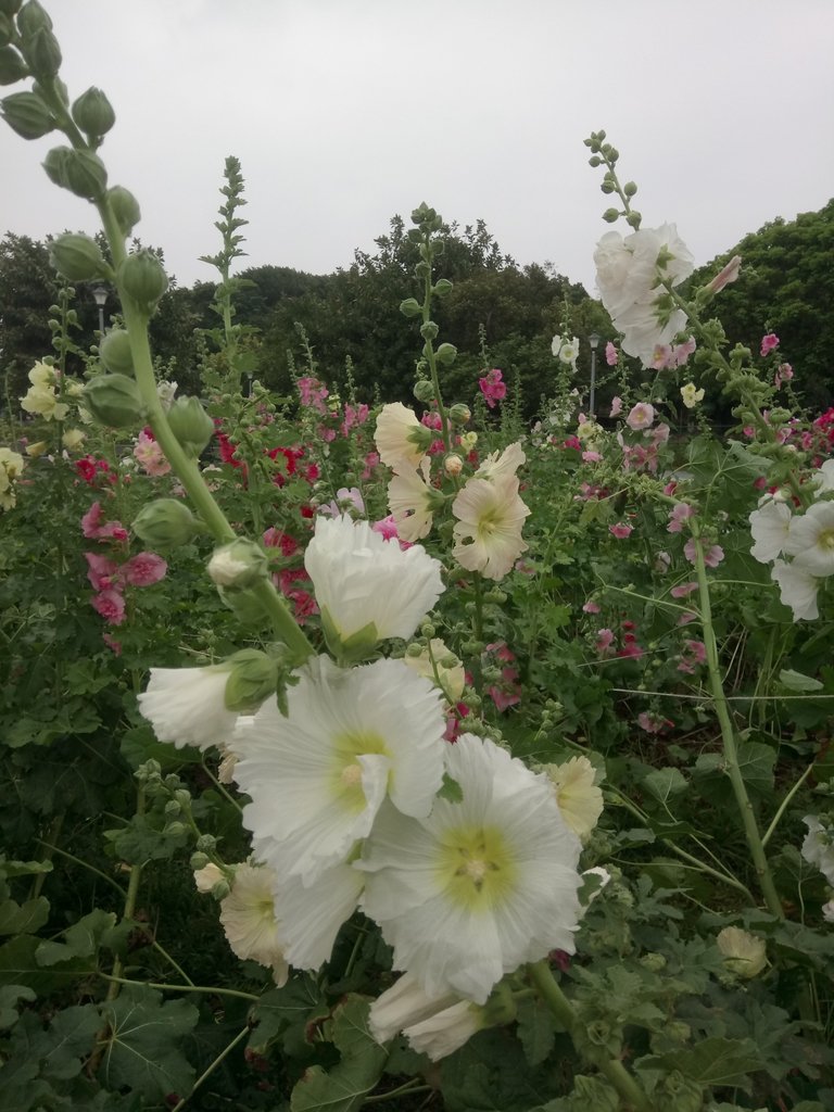 DSC_9218.JPG - 花博公園  蜀葵花季