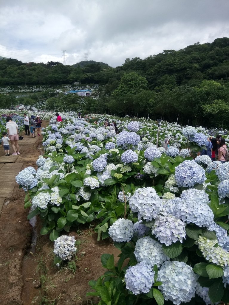 DSC_9343.JPG - 萬里  高家繡球花田