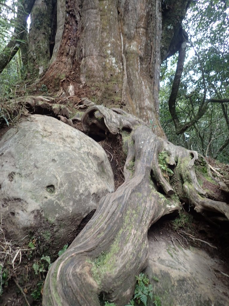 P2034915.JPG - 南庄  加里山