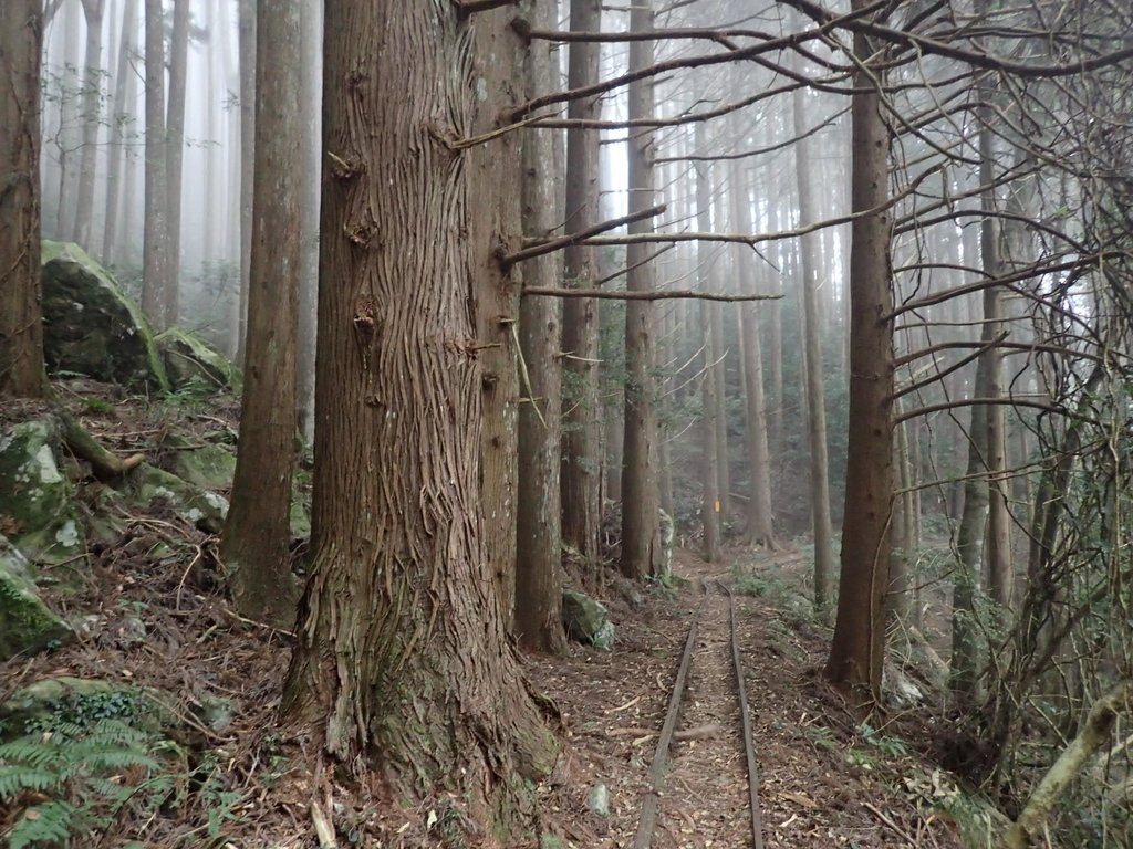 P2034986.JPG - 南庄  加里山  森林鐵道