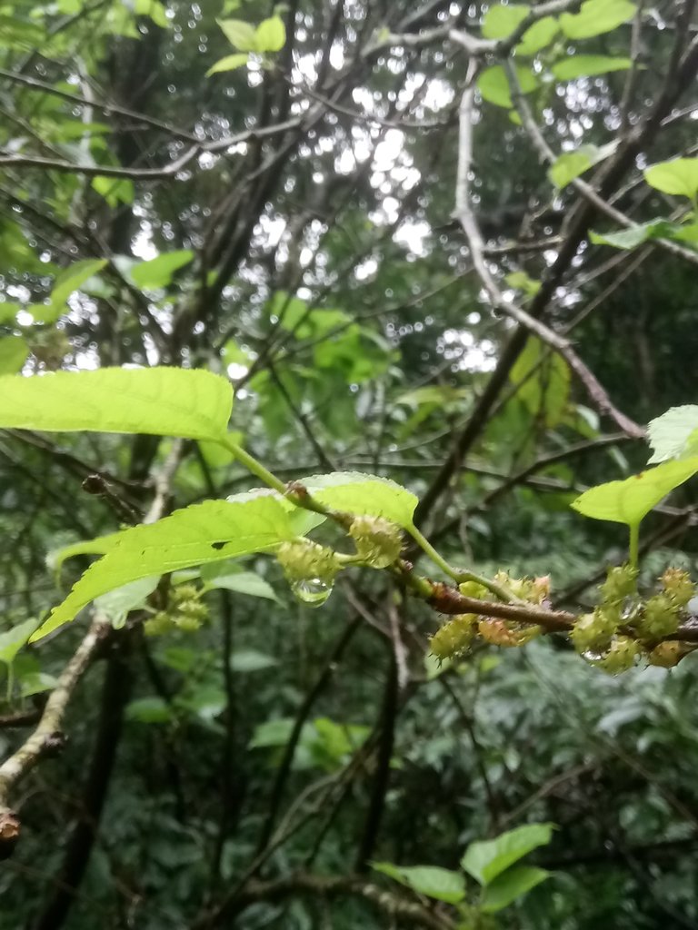 DSC_0197.JPG - 汐止  江子寮絕壁步道