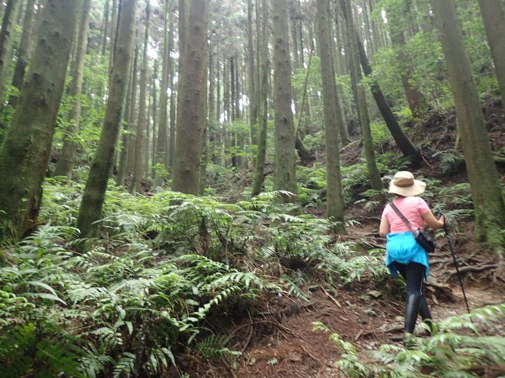 P7235885.JPG - 台中和平  長壽山登山步道  (下)