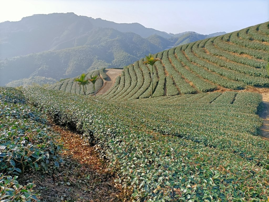 IMG20210130085254.jpg - 雲嘉連峰之  太平山  梨子腳山