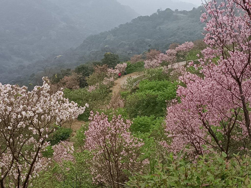 IMG20210226135320.jpg - 三峽  熊空  大熊櫻花林