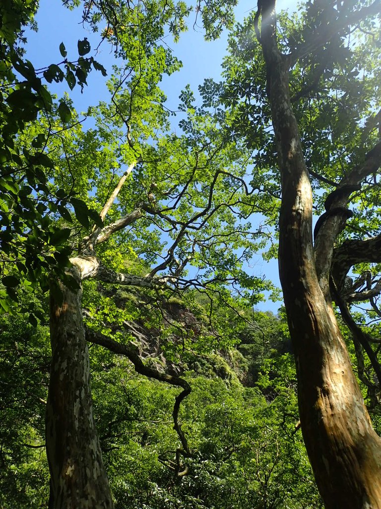 P7296095.JPG - 金山  竹子山古道  阿里磅瀑布