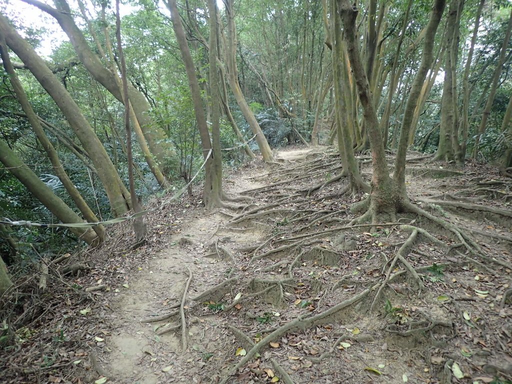 P2168001.JPG - 三峽  鳶尾山登山步道