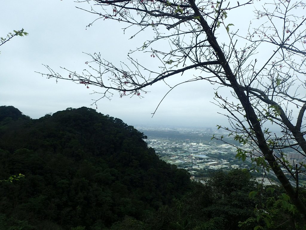 P2168016.JPG - 三峽  鳶山  (福德坑山)