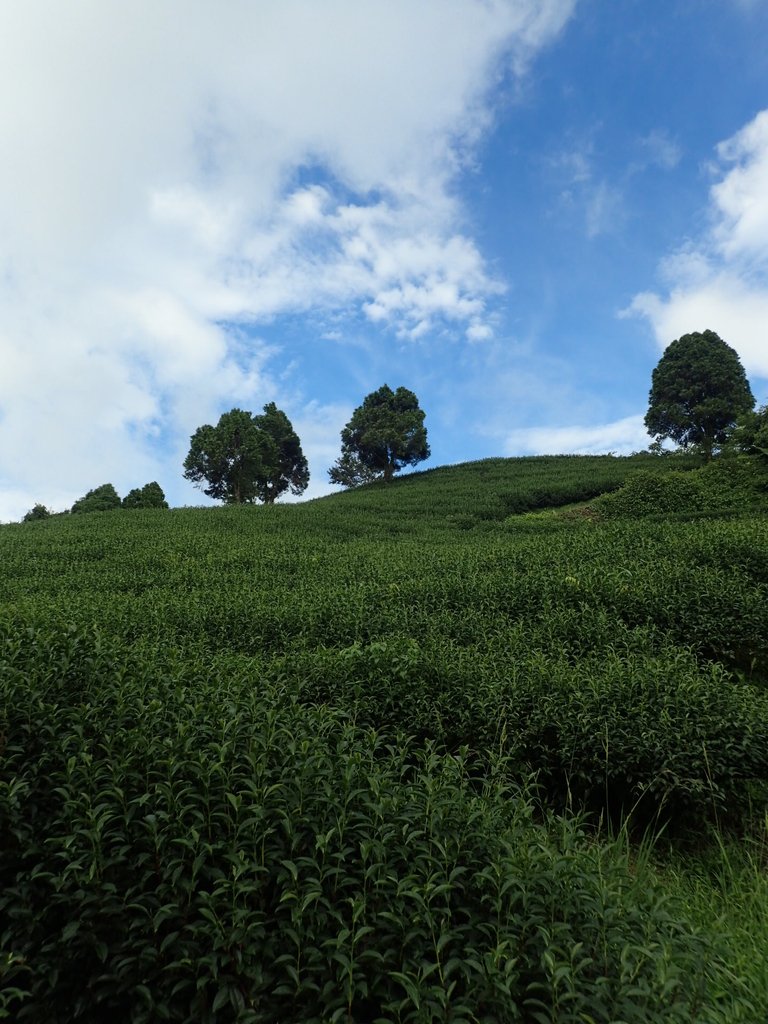 P8156521.JPG - 武界茶園  (01)