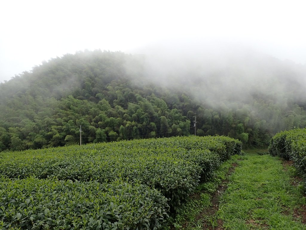 P8156595.JPG - 武界茶園  (02)