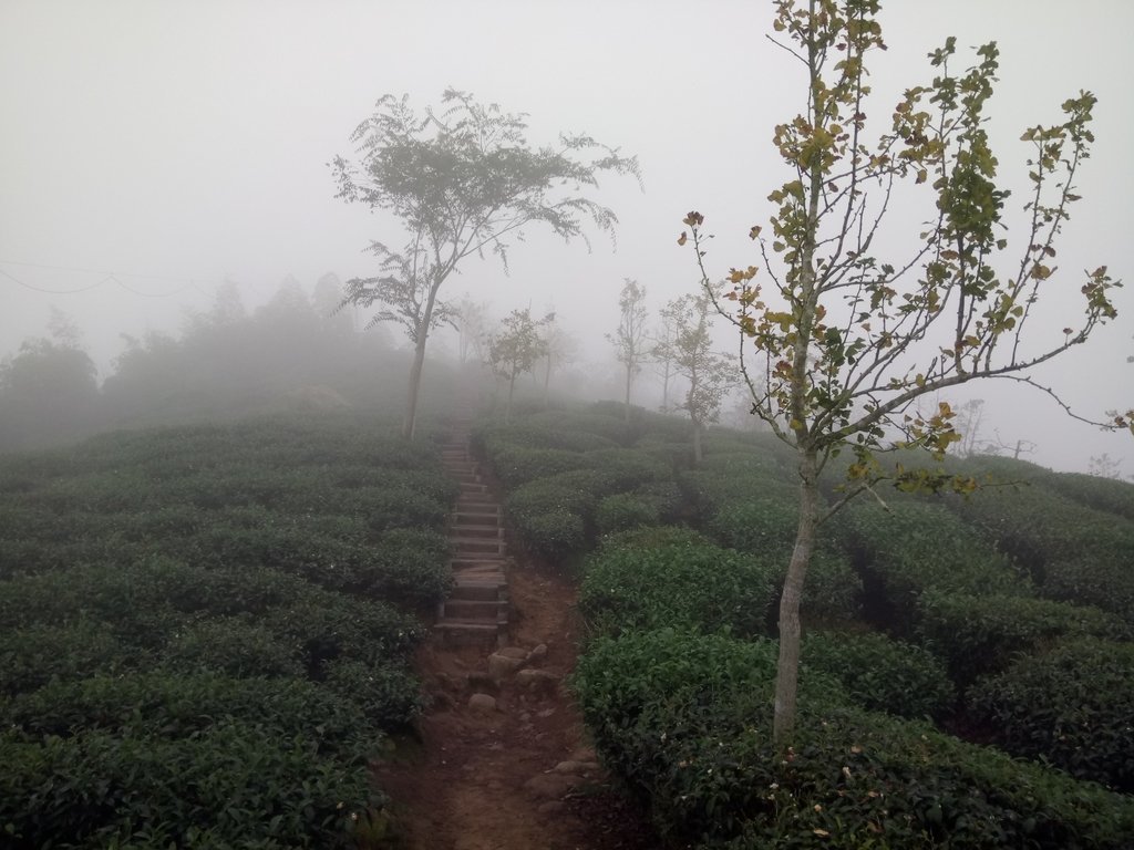 DSC_0468.JPG - 鹿谷  大崙山  霧中茶園之美(02)