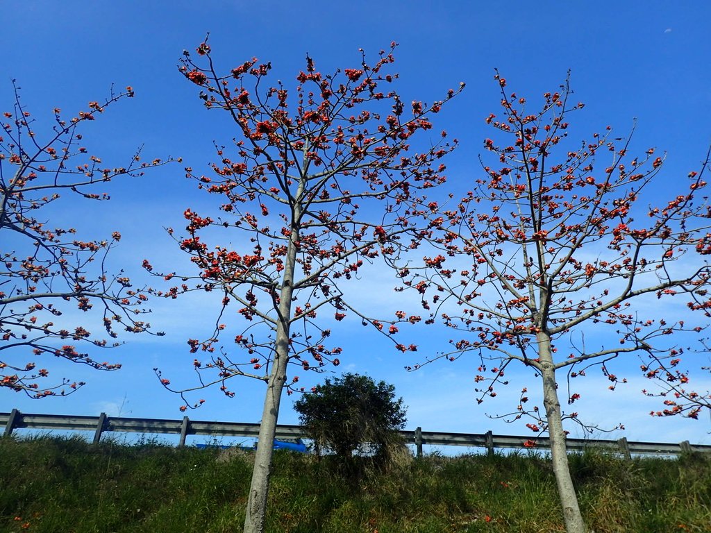 P3036258.JPG - 清水  大田產要道路  木棉花