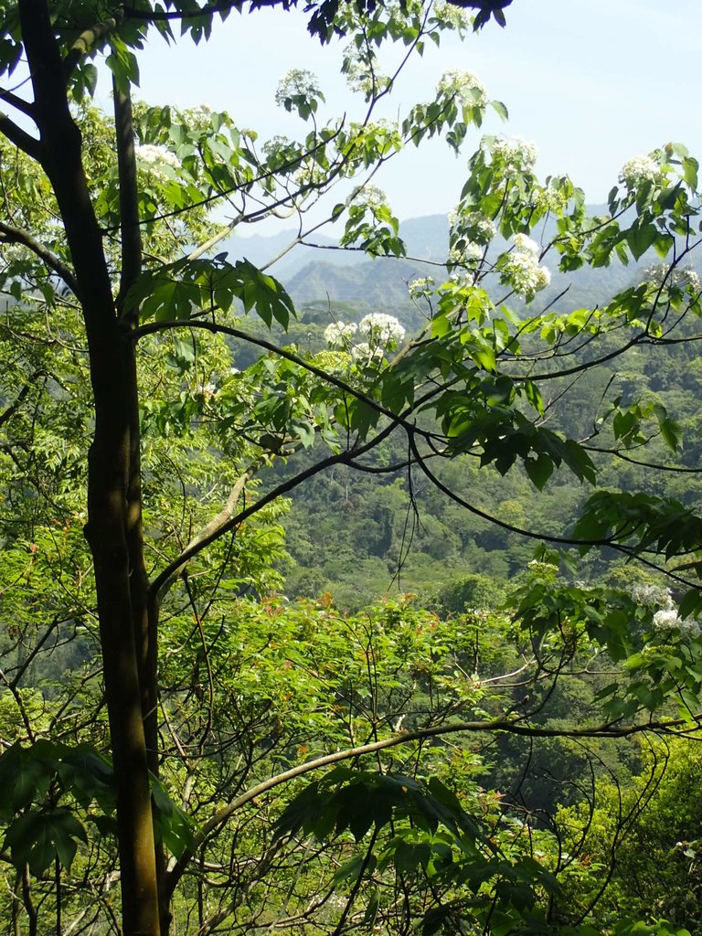 P4161422.JPG - 霧峰  青桐林生態園區