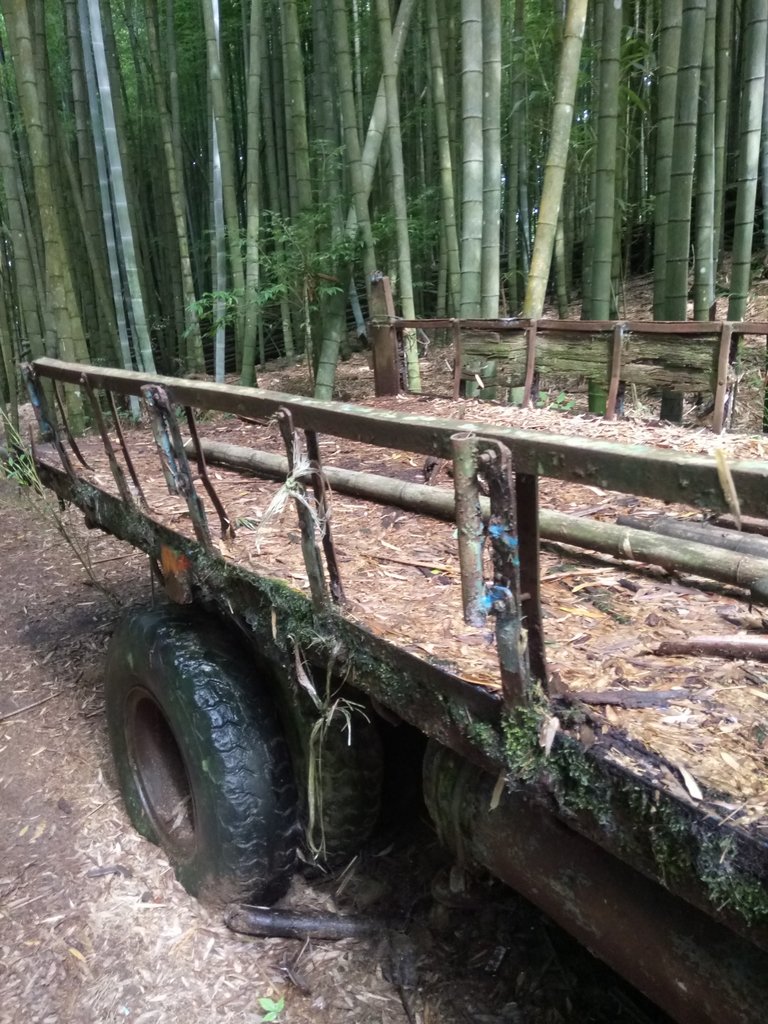 DSC_5223.JPG - 台中和平  長壽山登山步道  (中)