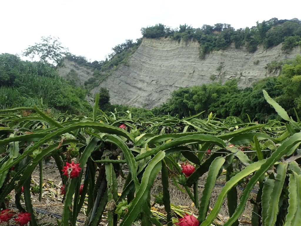 P6284995.JPG - 霧峰  烏溪北岸之  象鼻坑風光